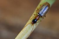 Demetrias atricapillus