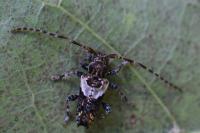 Pogonocherus hispidus