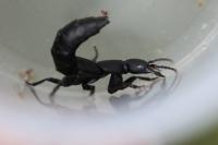 Ocypus