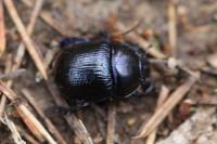 Anoplotrupes stercorosus