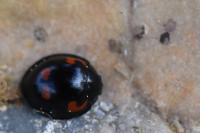 Exochomus quadripustulatus