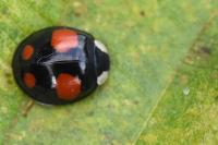 Harmonia axyridis