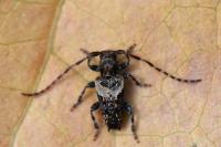 Pogonocherus hispidus