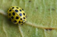 Psyllobora vigintiduopunctata