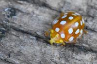 Halyzia sedecimguttata