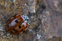 Harmonia quadripunctata