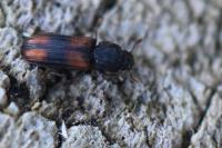 Bitoma crenata