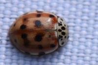 Harmonia quadripunctata