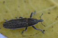Lixus ochraceus