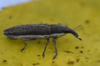 Lixus ochraceus