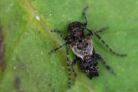 Pogonocherus hispidus