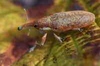 Lixus pulverulentus