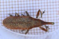 Lixus pulverulentus