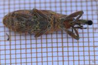Lixus pulverulentus
