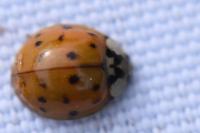 Harmonia axyridis