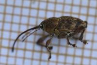 Curculio glandium