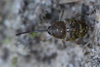 Curculio glandium