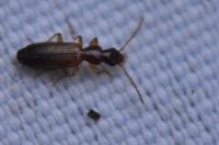 Paradromius linearis