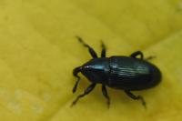 Aulacobaris coerulescens