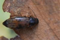 Marolia variegata