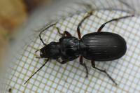 Pterostichus madidus