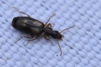 Calodromius spilotus