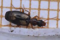 Calodromius spilotus