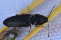Cardiophorus rufipes
