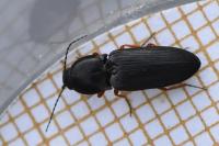 Cardiophorus rufipes