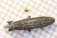 Lixus ochraceus