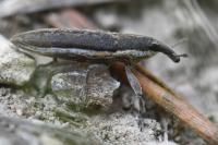 Lixus ochraceus