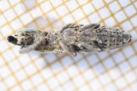 Lixus ochraceus