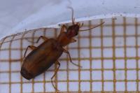 Paradromius linearis
