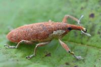 Lixus pulverulentus