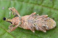 Lixus pulverulentus