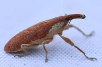 Lixus pulverulentus