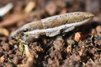 Lixus ochraceus