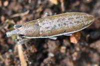 Lixus ochraceus