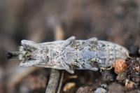 Lixus ochraceus