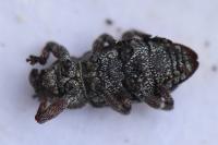 Pissodes castaneus