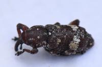 Pissodes castaneus