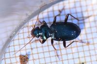 Leistus spinibarbis
