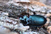 Leistus spinibarbis