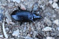 Nebria