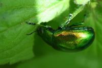 Chrysolina graminis