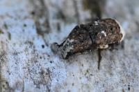 Platystomos albinus