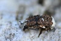Platystomos albinus