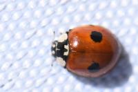 Adalia bipunctata