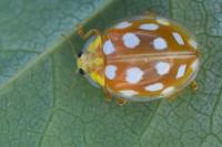 Halyzia sedecimguttata
