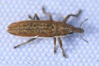 Lixus ochraceus